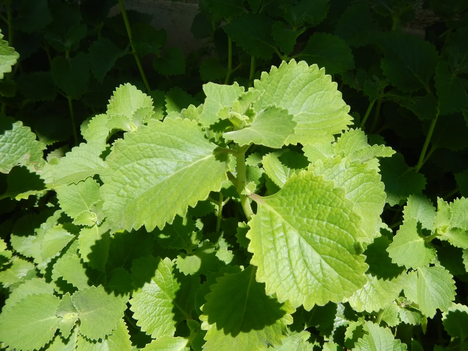 Oregano (Origanum Vulgare) — herb / perennial for full or half