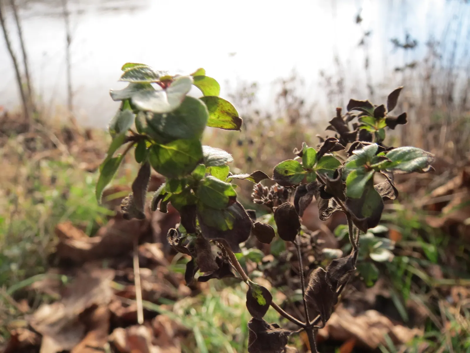 Oregano (Origanum Vulgare) — prized for its aromatic leaves used in culinary applications; for the best flavor, gather leaves just before the plant, image 82