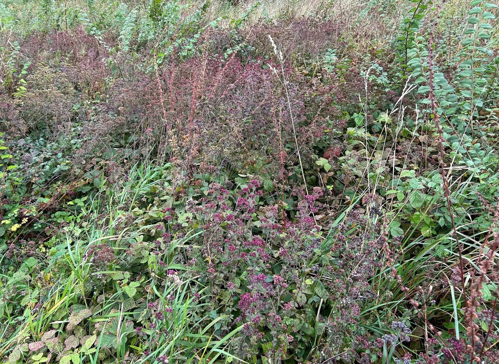 Oregano (Origanum Vulgare) — is a perennial herb cherished for its aromatic leaves and delicate purple flowers; and breads.<br><br>For the landscape designer