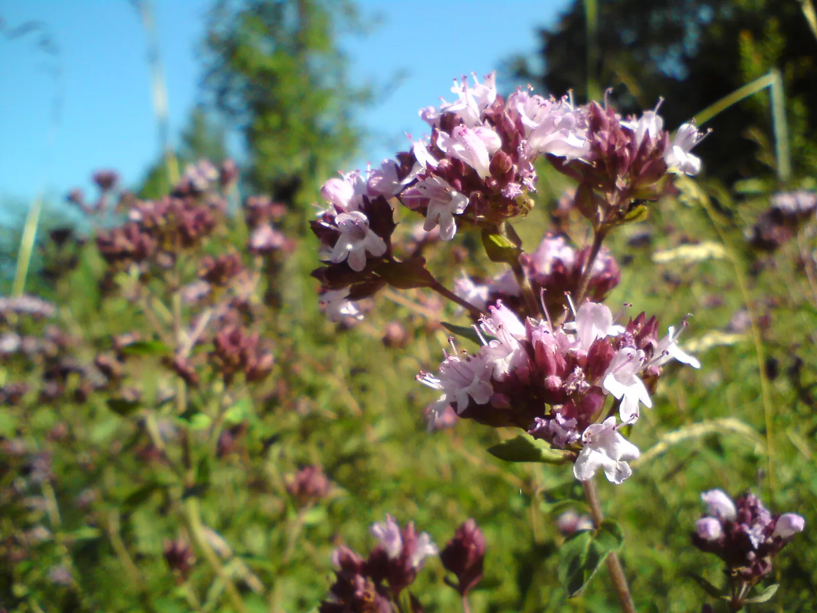 Oregano (Origanum Vulgare) — prized for its aromatic leaves used in culinary applications