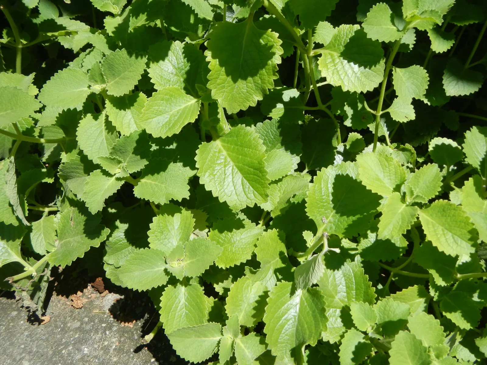 Oregano (Origanum Vulgare) — pink flowers in the garden