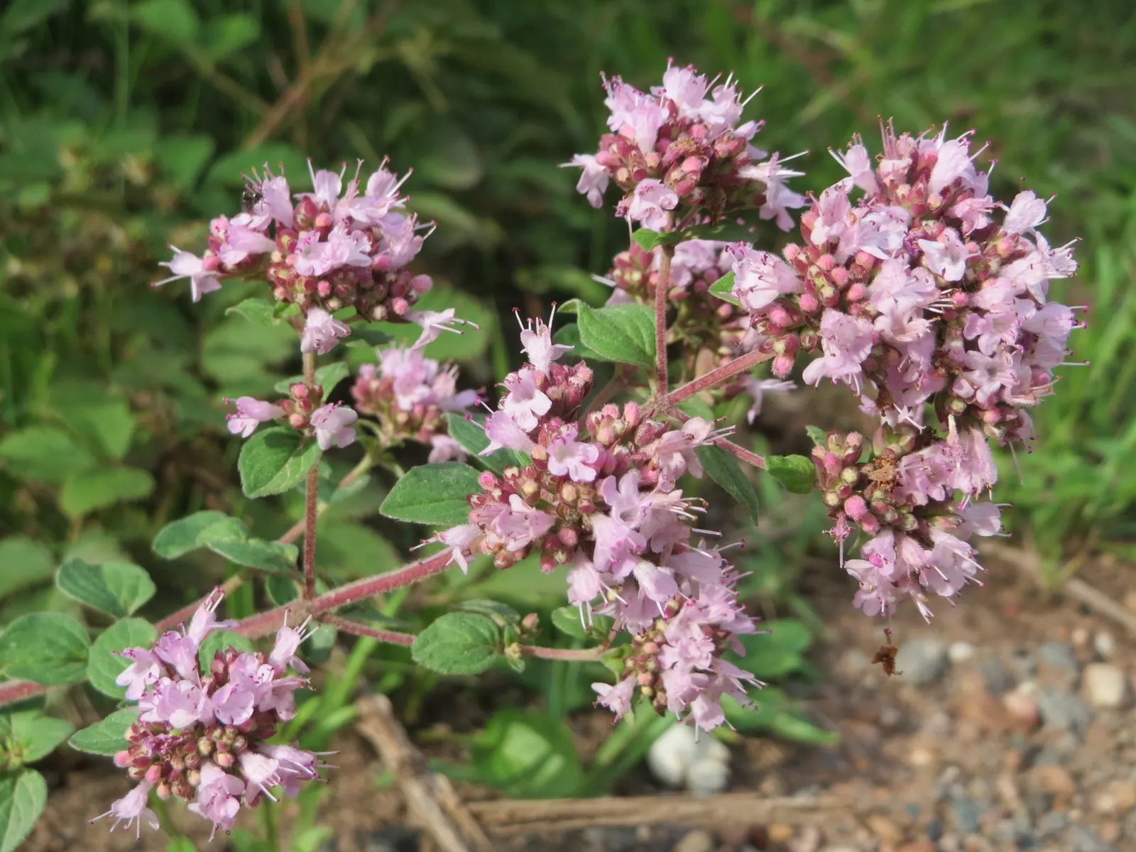 Oregano (Origanum Vulgare) — and breads.<br><br>For the landscape designer; is a perennial herb cherished for its aromatic leaves and delicate purple flowers