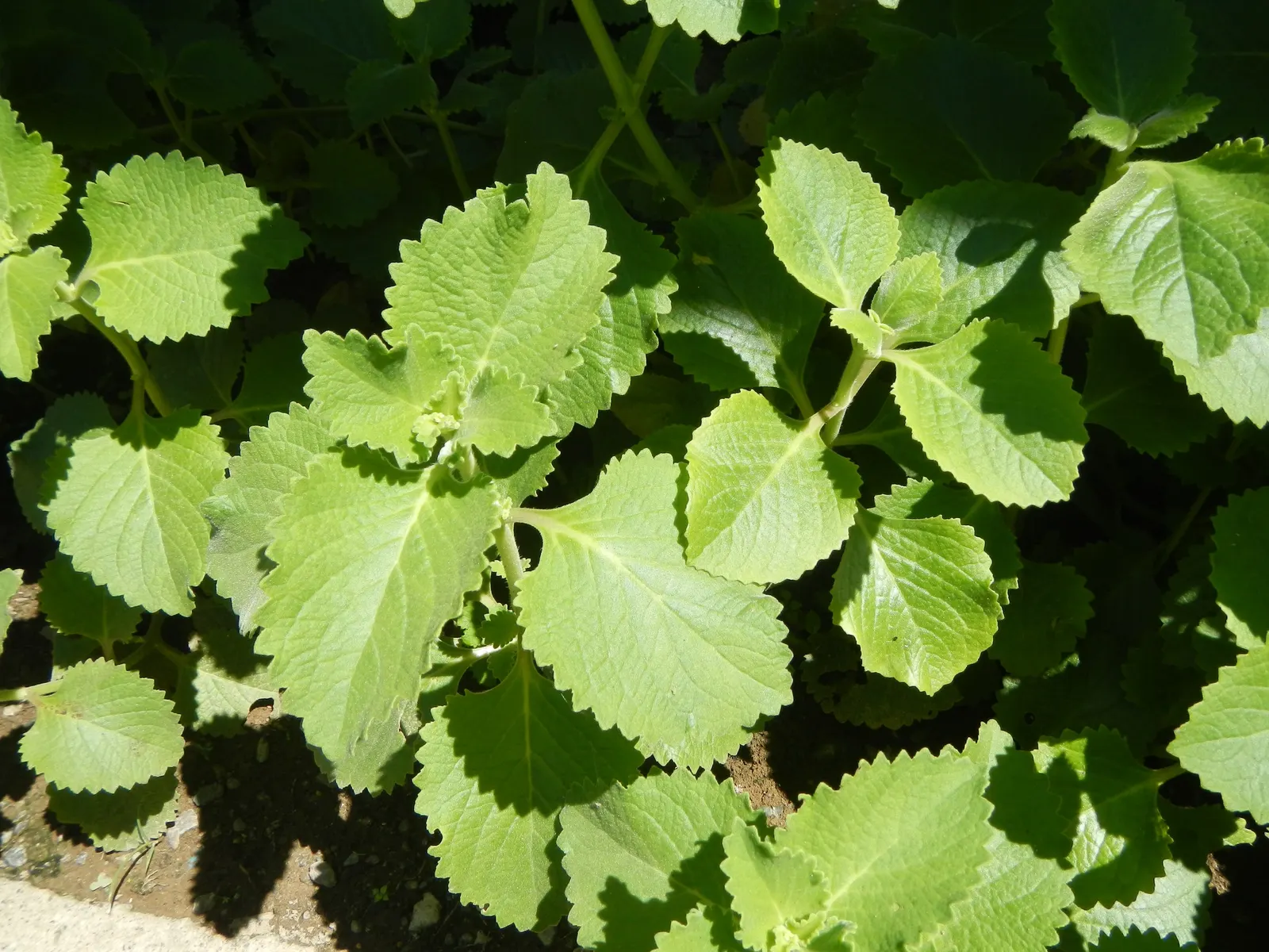Oregano (Origanum Vulgare) — and breads.<br><br>For the landscape designer