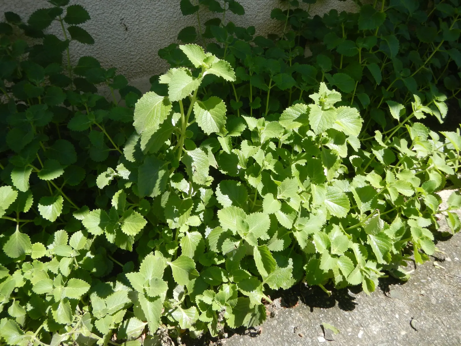 Oregano (Origanum Vulgare) — oregano leaves are a staple in Mediterranean cuisine