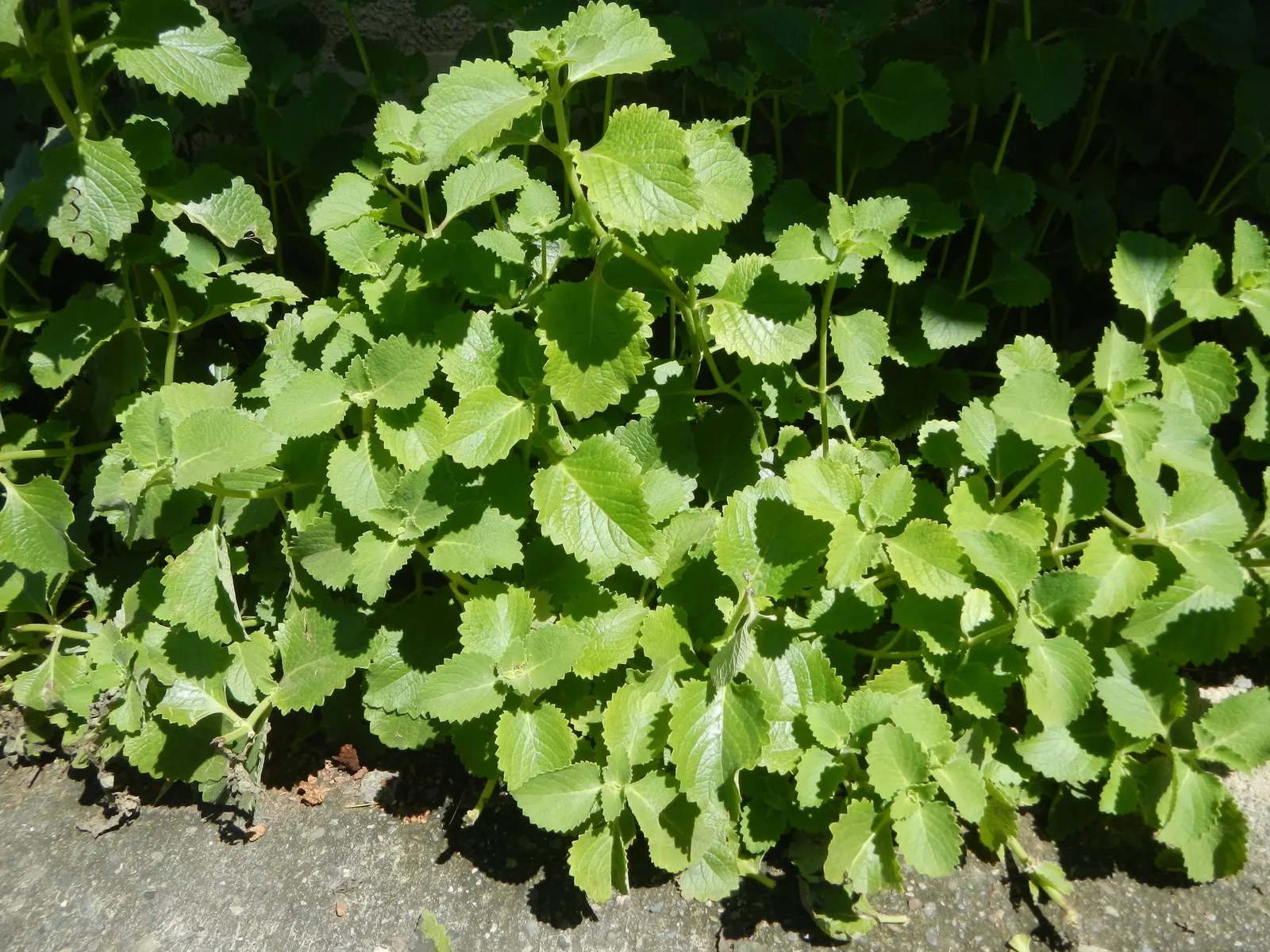 Oregano (Origanum Vulgare) — herb / perennial with pink blooms