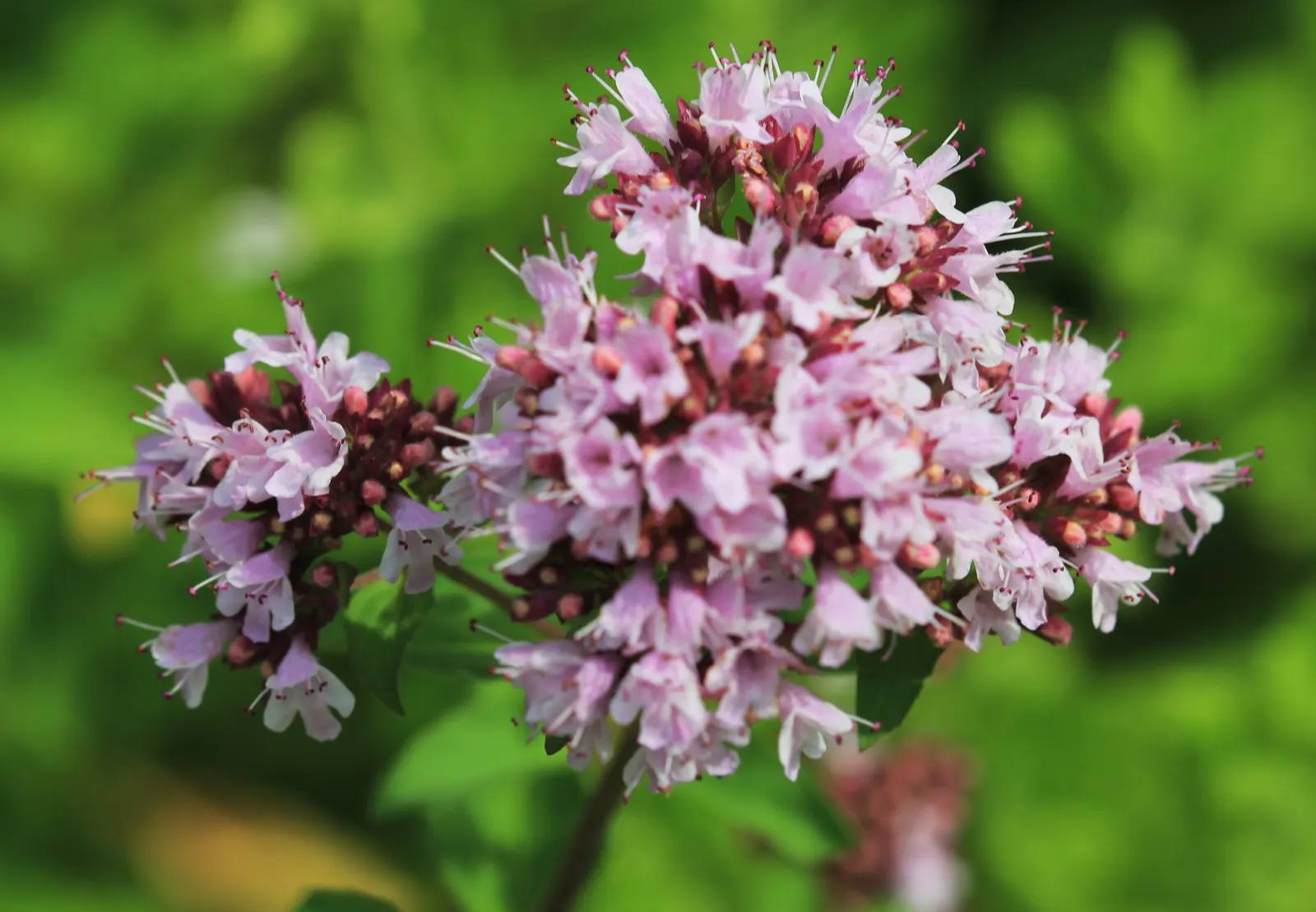Oregano (Origanum Vulgare) — Thriving in full sun and well-drained soil
