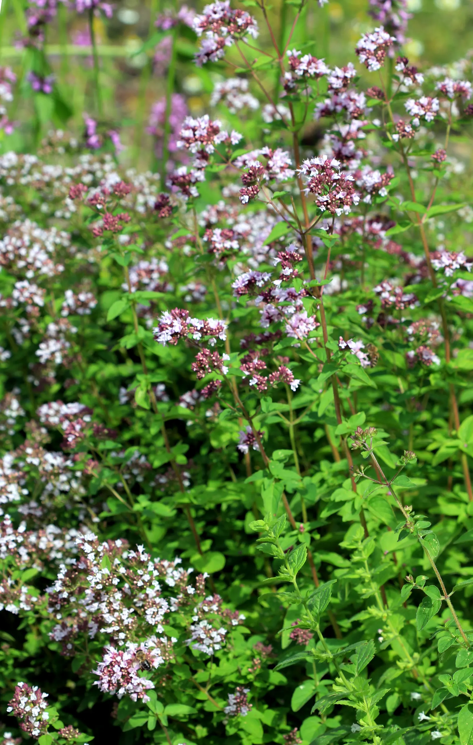 Oregano (Origanum Vulgare) — Oregano (Origanum vulgare) is a resilient perennial herb
