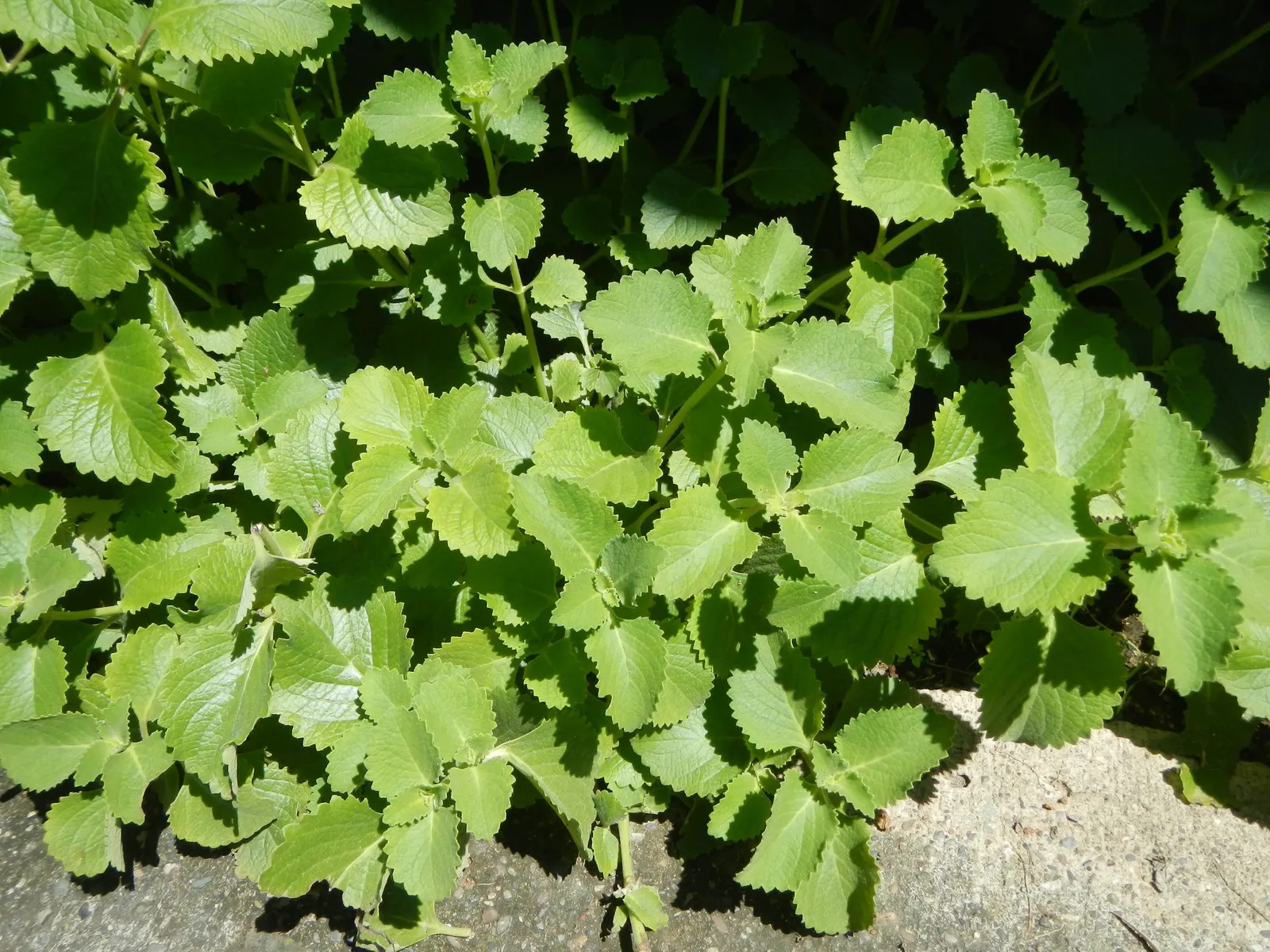 Oregano (Origanum Vulgare) — and sensory appeal make it an excellent choice for both novice gardeners and seasoned landscapers