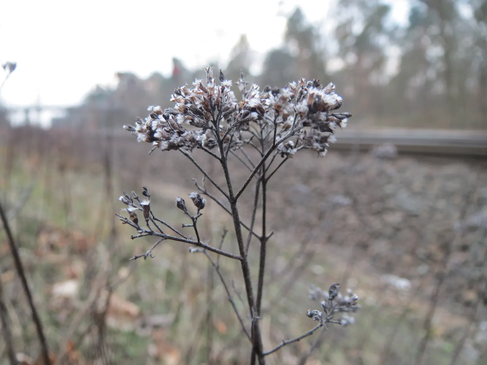 Oregano (Origanum Vulgare) — incorporating oregano provides both an aesthetic and functional element