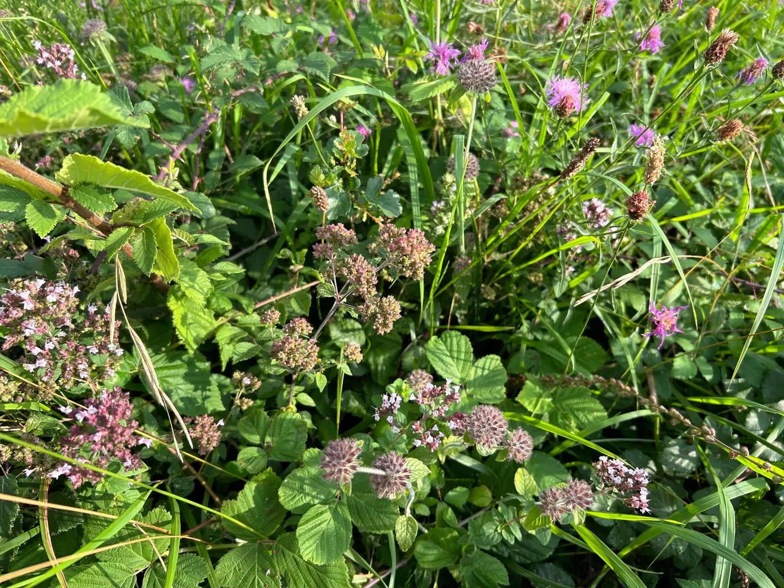 Oregano (Origanum Vulgare) — oregano is a versatile plant that requires full sun exposure for optimal growth