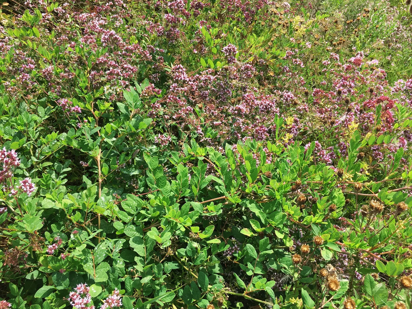 Oregano (Origanum Vulgare) — Its versatility makes it an excellent addition to herb gardens, rockeries, or as a fragrant ground cover