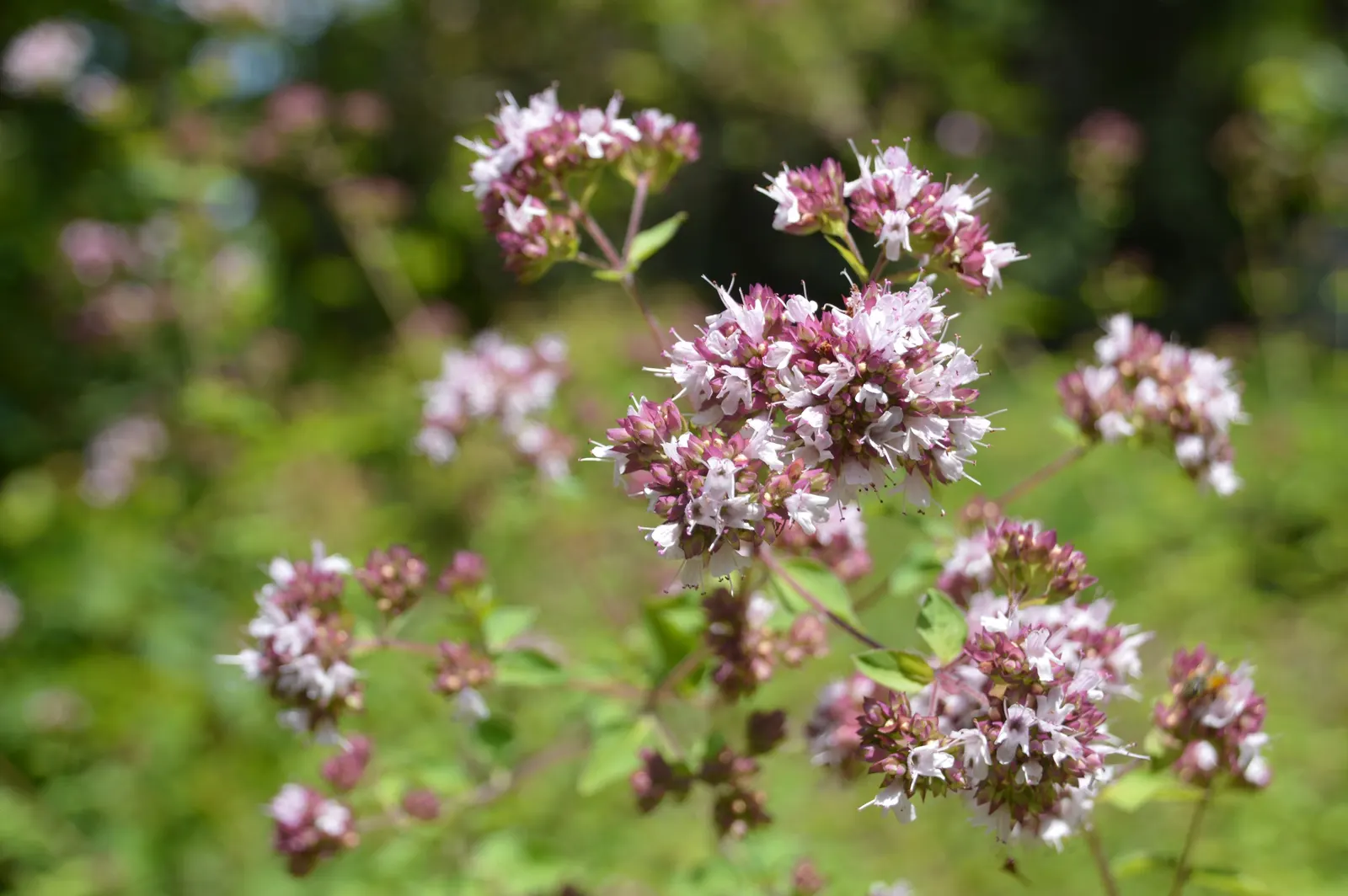 Oregano (Origanum Vulgare) — is a perennial herb cherished for its aromatic leaves and delicate purple flowers