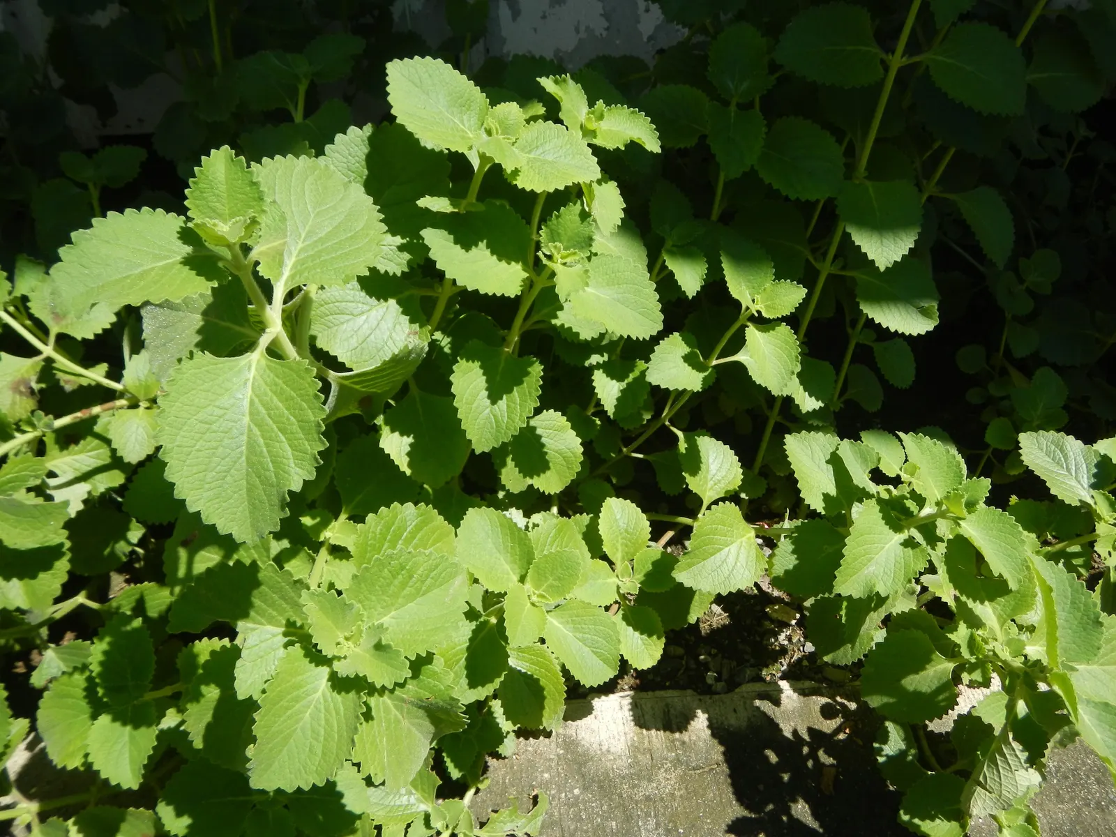 Oregano (Origanum Vulgare) — Its texture contrasts beautifully against broader-leaved plants