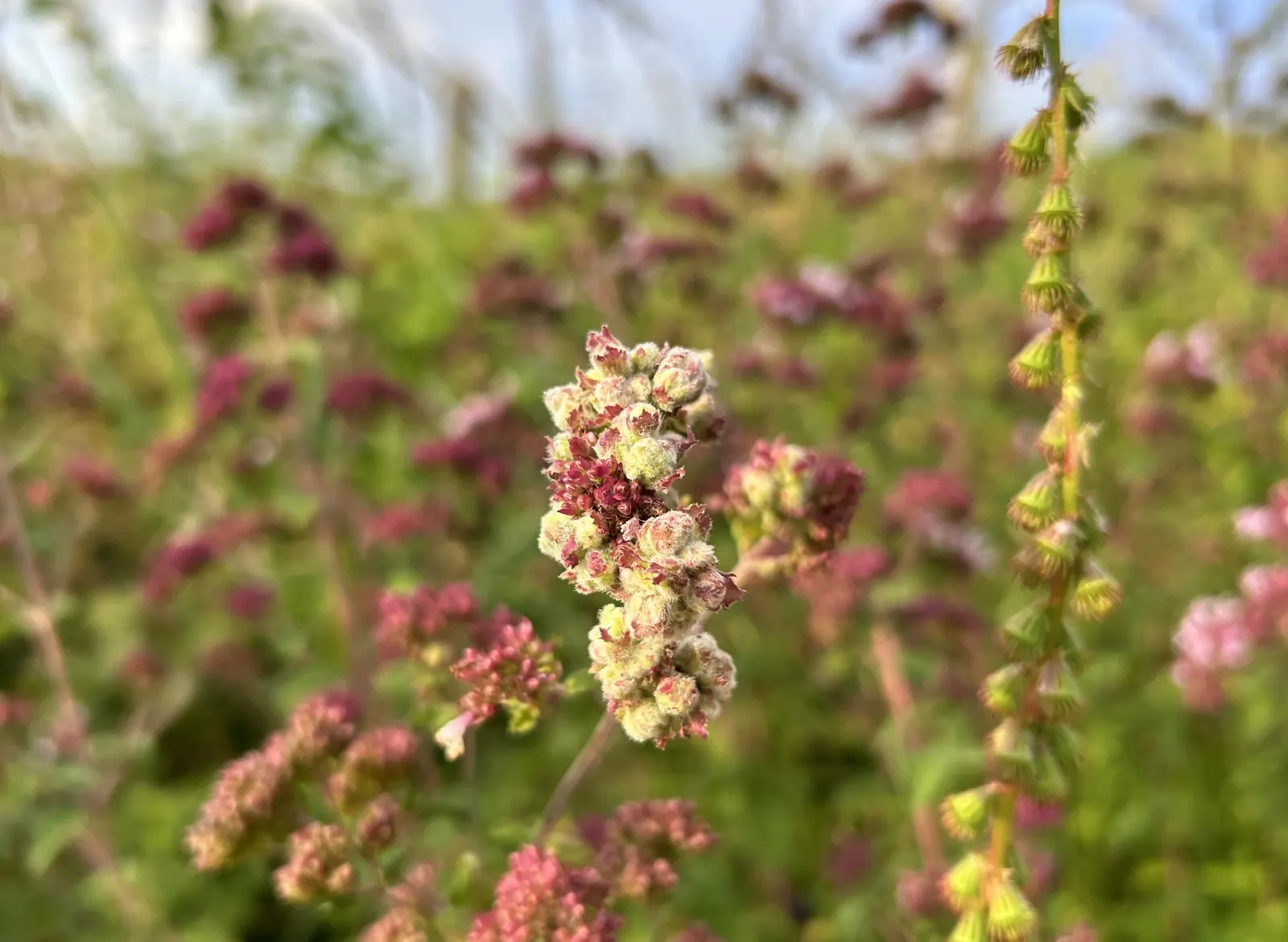 Oregano (Origanum Vulgare) — incorporating oregano provides both an aesthetic and functional element; its texture contrasts beautifully against broader-leaved