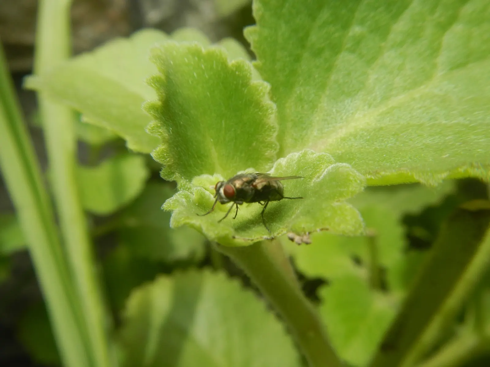 Oregano (Origanum Vulgare) — For the best flavor, gather leaves just before the plant flowers, typically in late spring to early summer; incorporating oregano