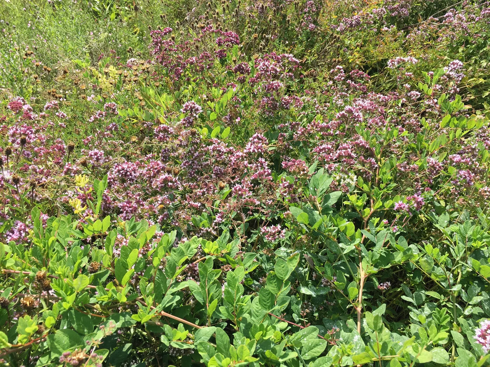 Oregano (Origanum Vulgare) — For the best flavor, gather leaves just before the plant flowers, typically in late spring to early summer