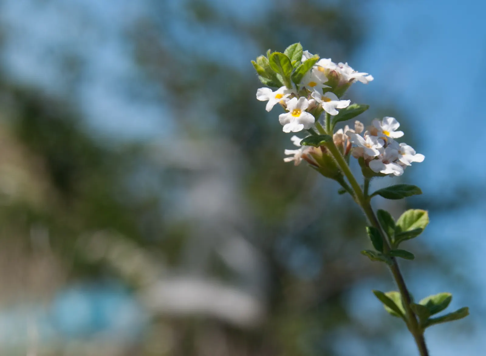 Oregano (Origanum Vulgare) — It features delicate purple flowers and reaches up to 30 inches tall, with a spread of 18 inches