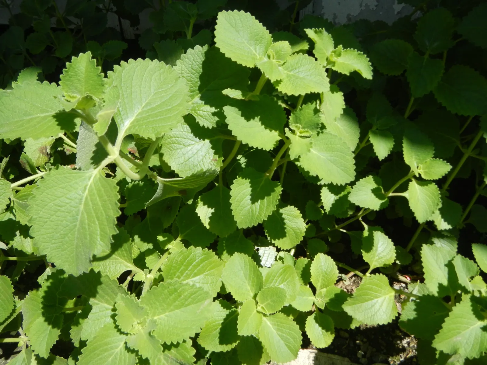 Oregano (Origanum Vulgare) — prized for its aromatic leaves used in culinary applications; for the best flavor, gather leaves just before the plant flowers