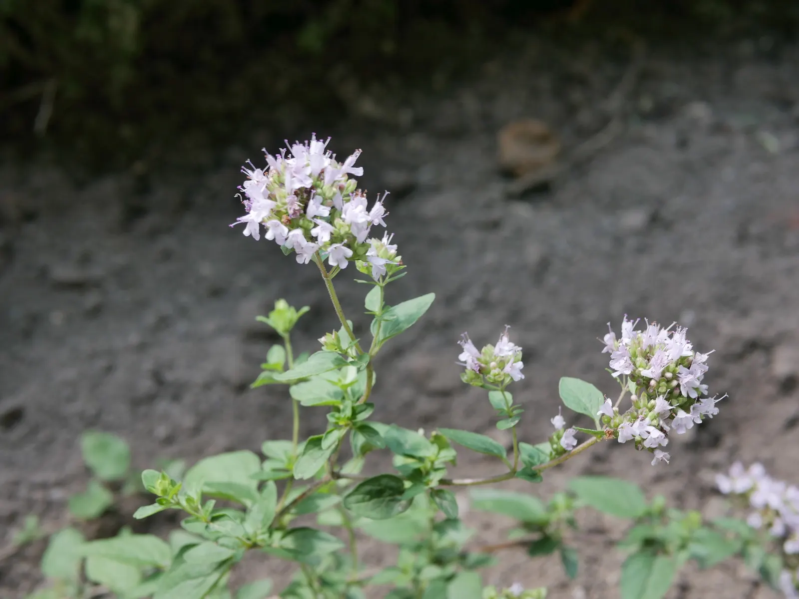 Oregano (Origanum Vulgare) — Its versatility makes it an excellent addition to herb gardens, rockeries, or as a fragrant ground cover; herb / perennial with