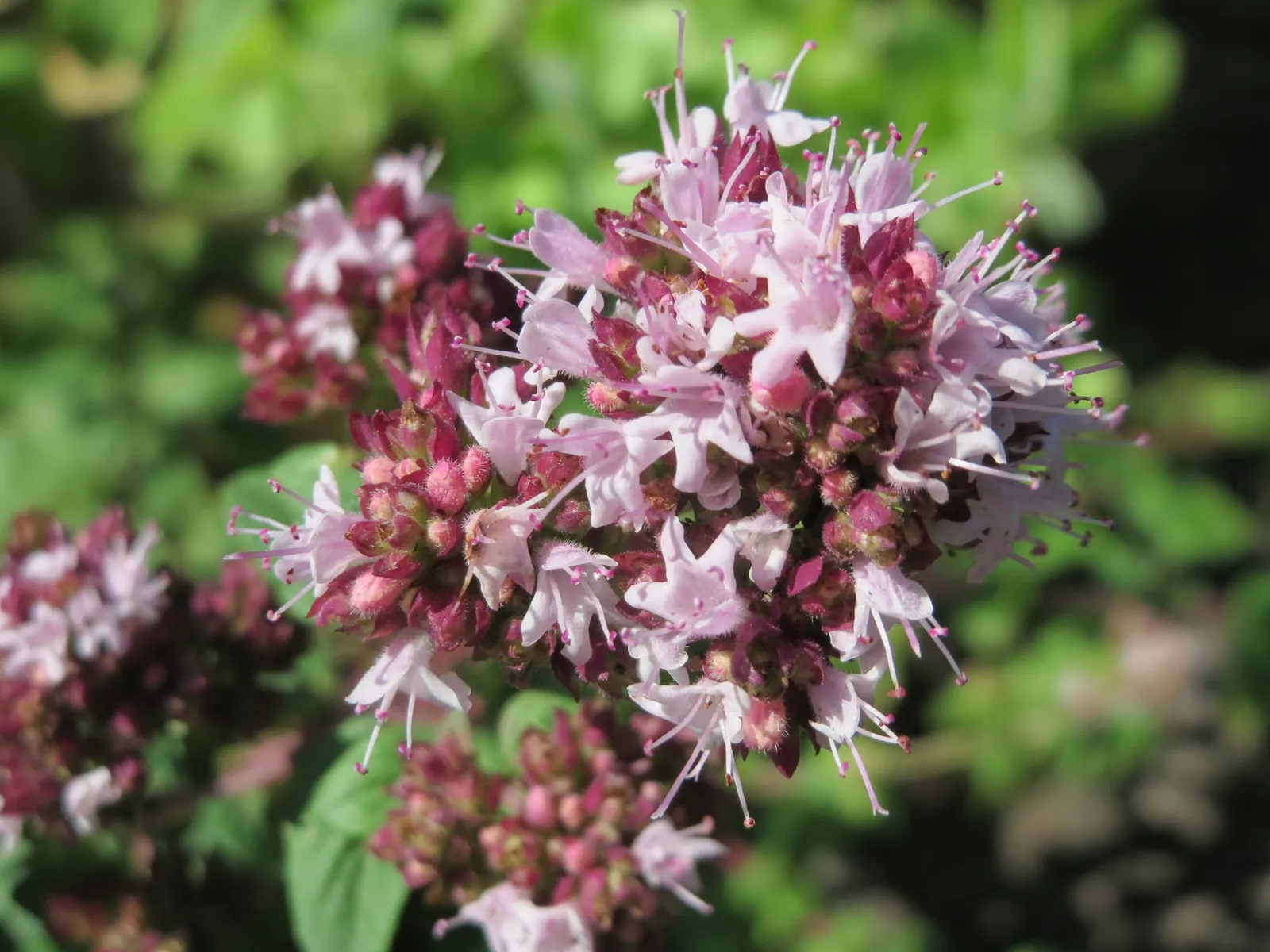 Oregano (Origanum Vulgare) — Department of Agriculture plant hardiness zones 4 through 8