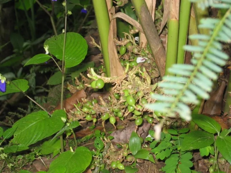 Cardamom (Elettaria Cardamomum) — Clusters of small yellow flowers yield pods containing sought-after seeds