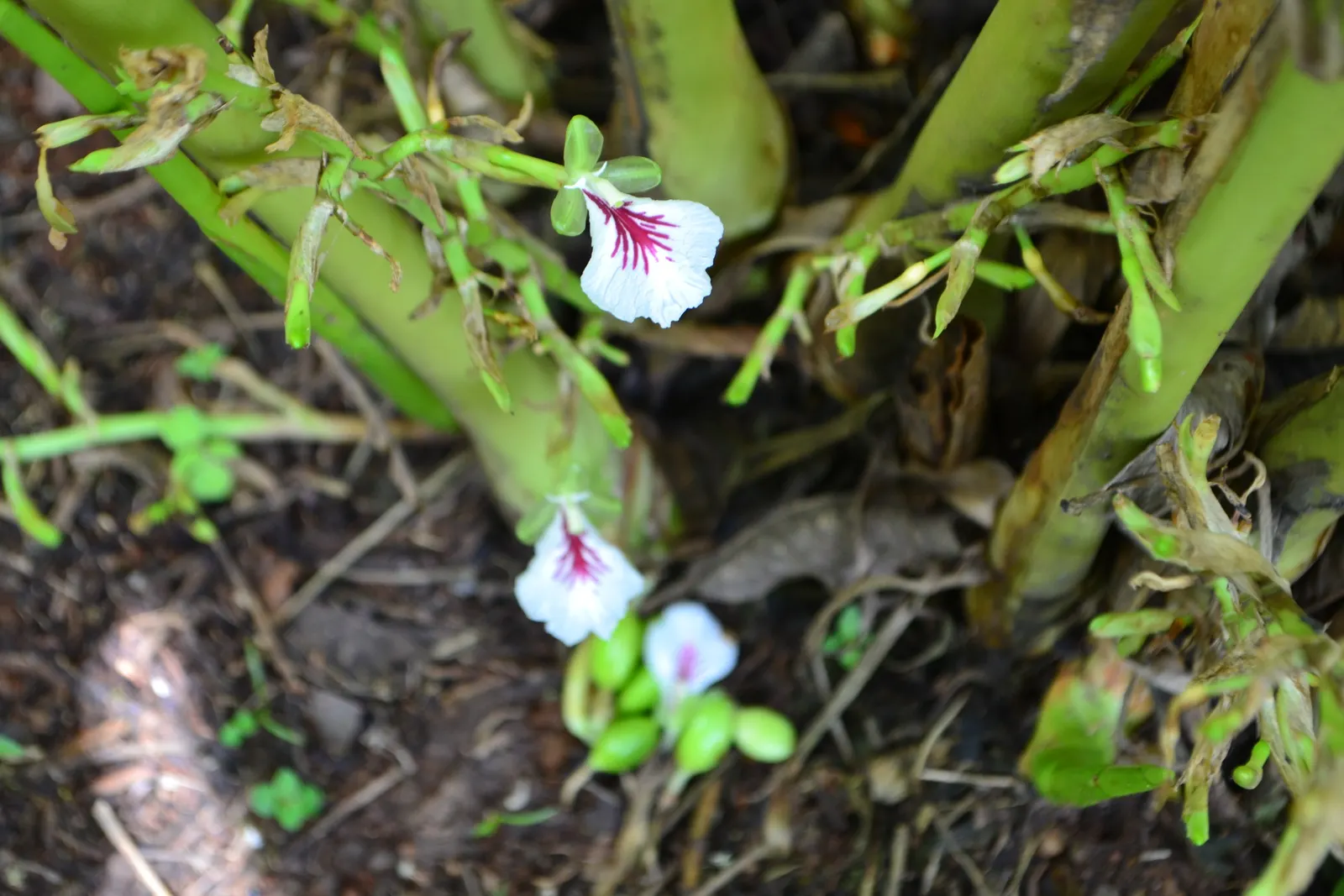 Cardamom (Elettaria Cardamomum) — providing both visual and sensory pleasure