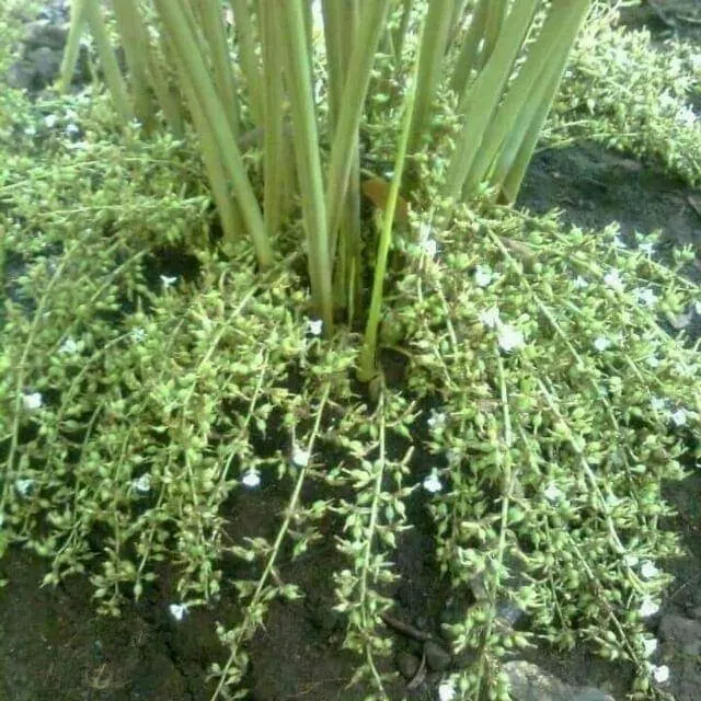 Cardamom (Elettaria Cardamomum) — but waterlogged conditions must be avoided to prevent root rot