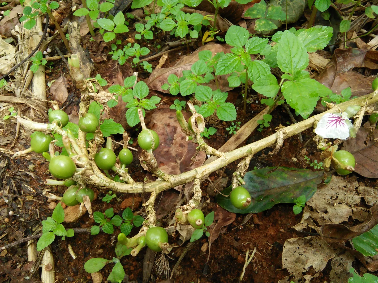 Cardamom (Elettaria Cardamomum) — making it suitable for underplanting beneath taller trees that provide filtered sunlight