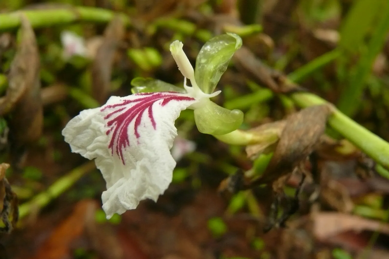 Cardamom (Elettaria Cardamomum) — Its lance-shaped, bright green leaves can extend up to 2 feet long, emanating a spicy scent when crushed