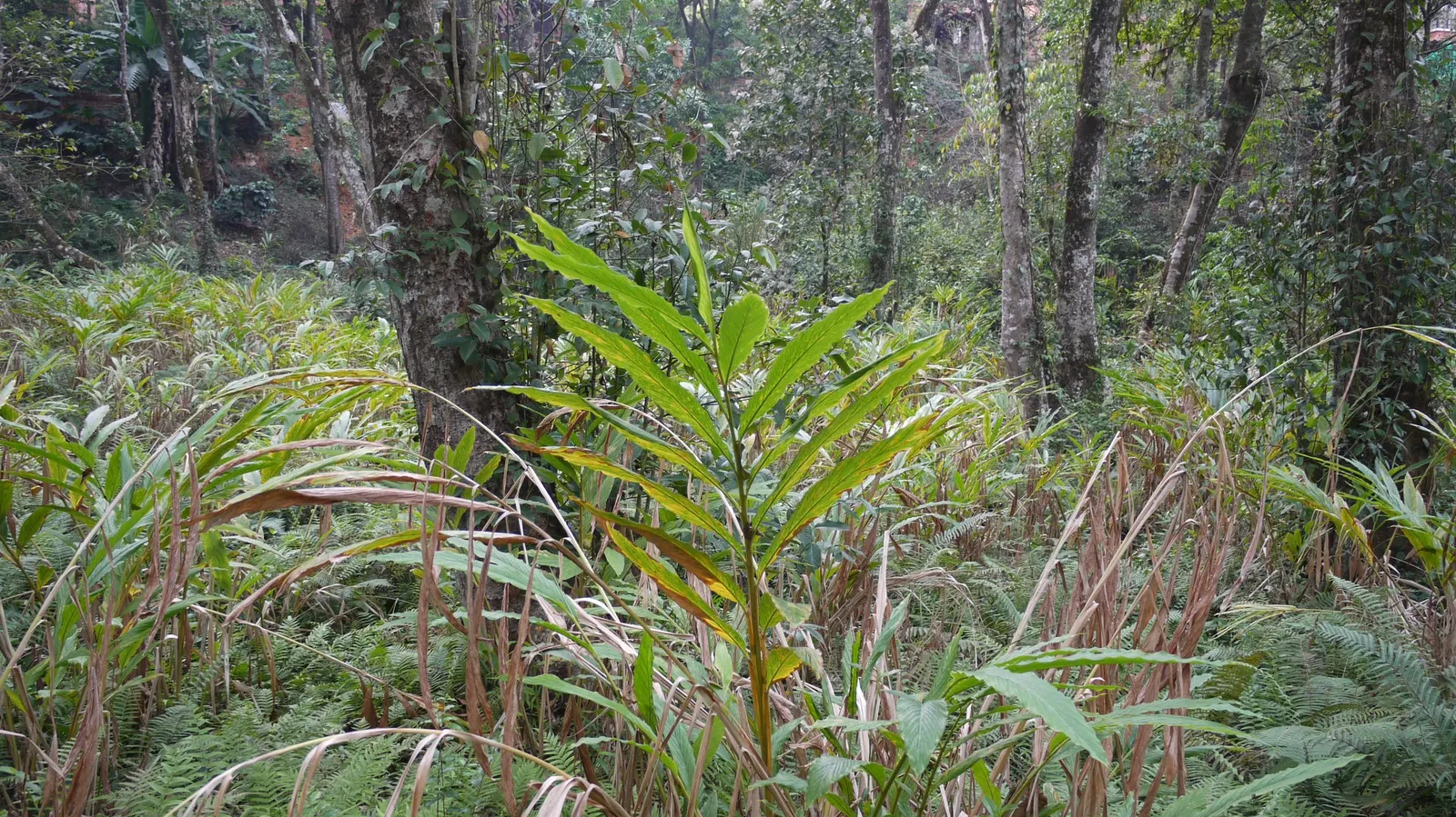 Cardamom (Elettaria Cardamomum) — Cardamom can also be grown in large pots if temperature conditions can be moderated