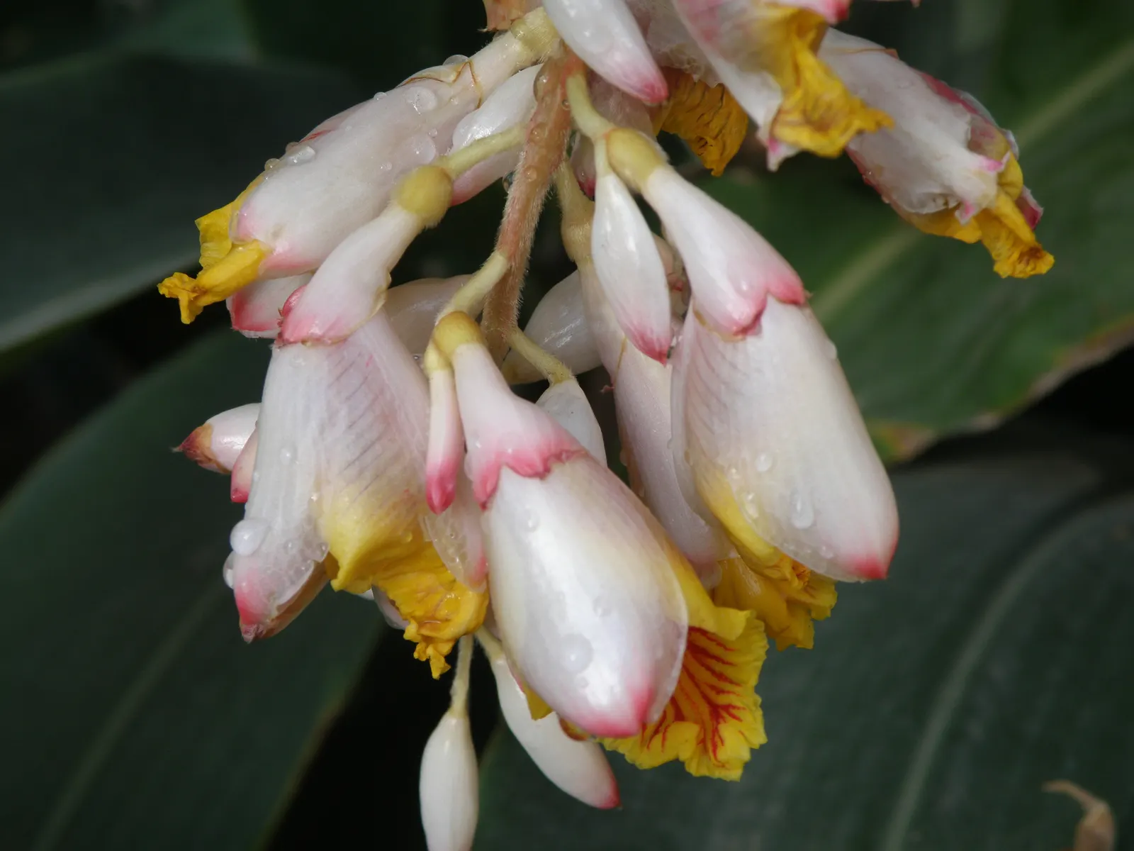 Cardamom (Elettaria Cardamomum) — commonly referred to as cardamom