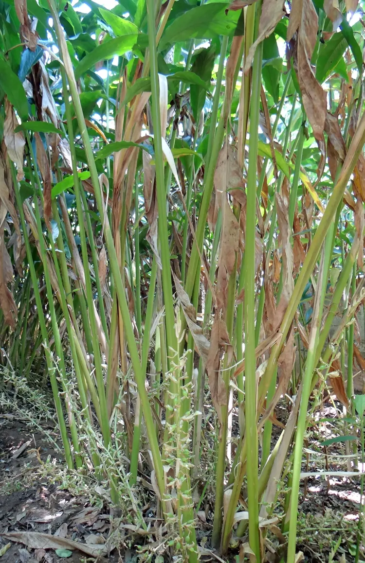 Cardamom (Elettaria Cardamomum) — adding both culinary value and exotic charm to landscape designs