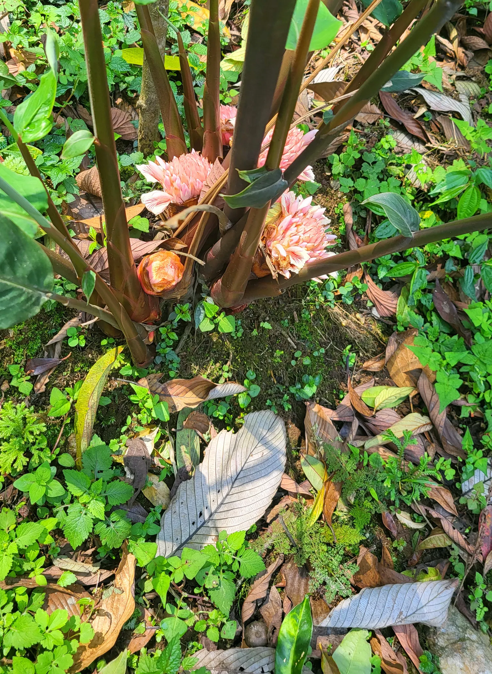 Cardamom (Elettaria Cardamomum) — reaching heights of 6-10 feet