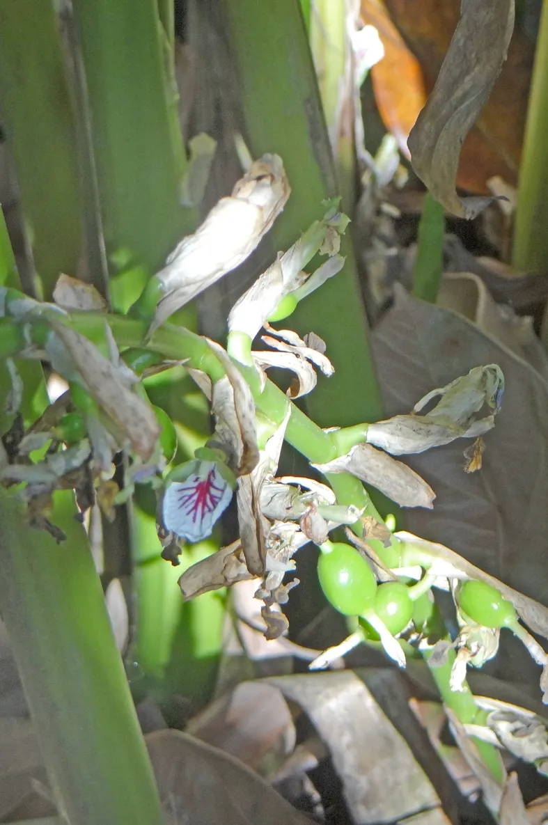 Cardamom (Elettaria Cardamomum) — Best thrives in partial shade with rich, moist soil