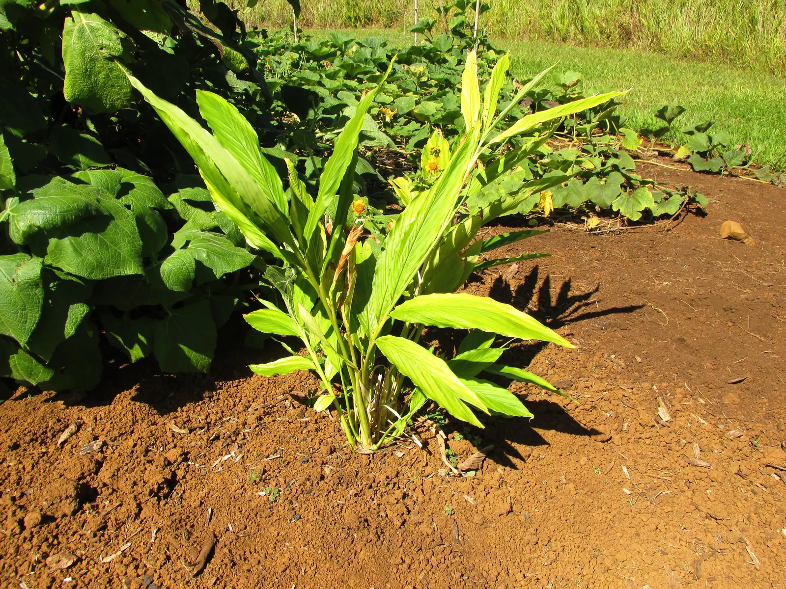 Cardamom (Elettaria Cardamomum) — Hardy in USDA zones 10-11