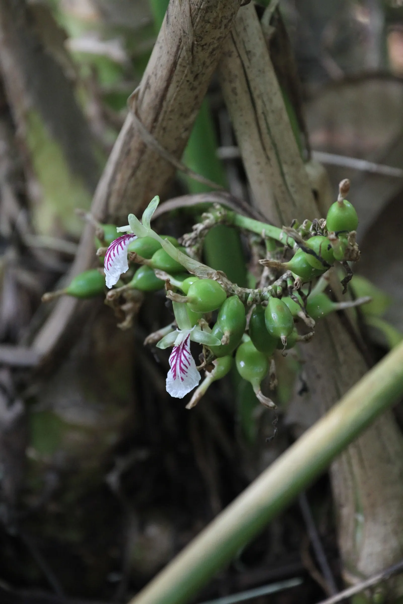 Cardamom (Elettaria Cardamomum) — Regular watering to maintain evenly moist soil is necessary
