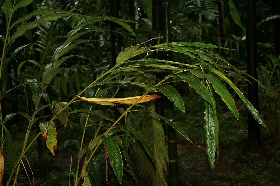 Cardamom (Elettaria Cardamomum) — Elettaria cardamomum is a valuable addition to any garden