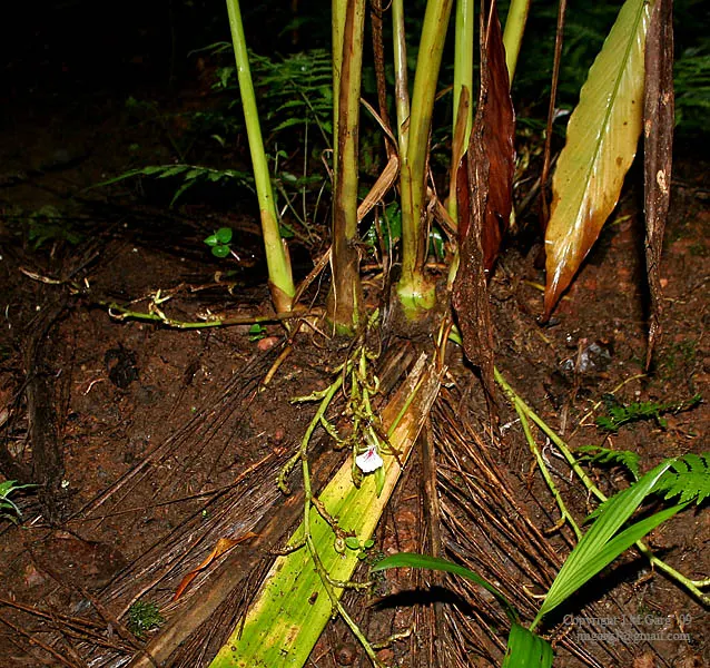Cardamom (Elettaria Cardamomum) — With its lush foliage and aromatic appeal