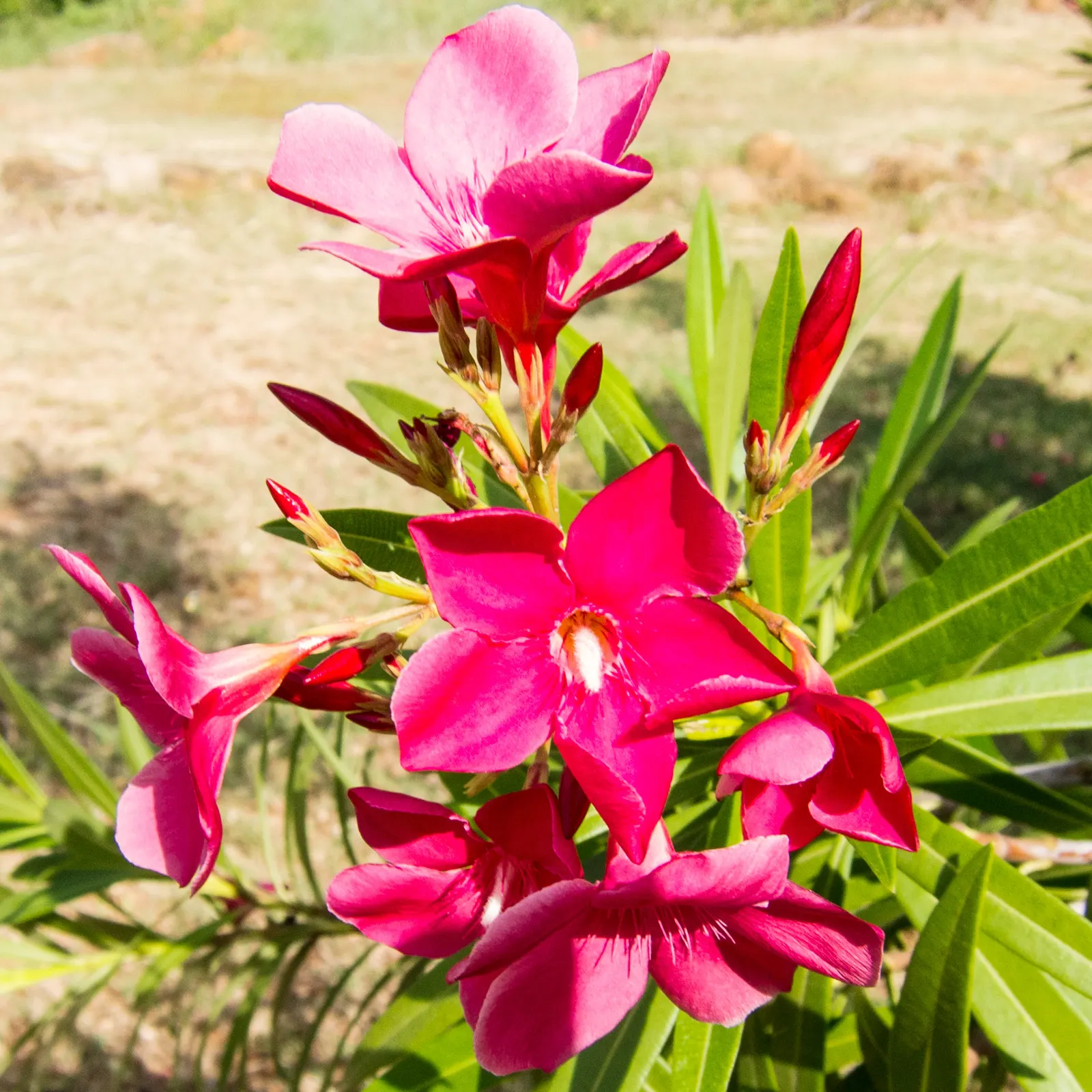 Cardamom (Elettaria Cardamomum) — A member of the ginger family (Zingiberaceae)