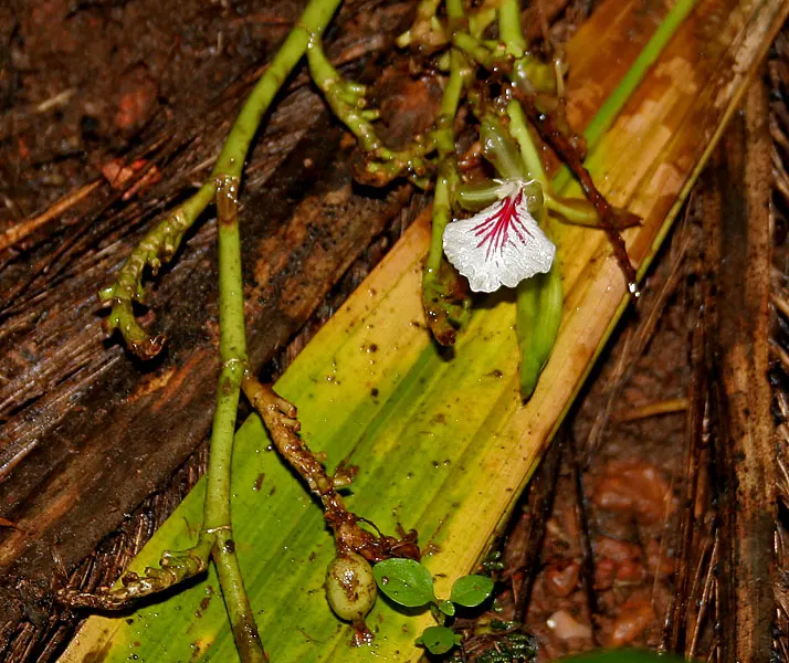 Cardamom (Elettaria Cardamomum) — especially in non-tropical zones