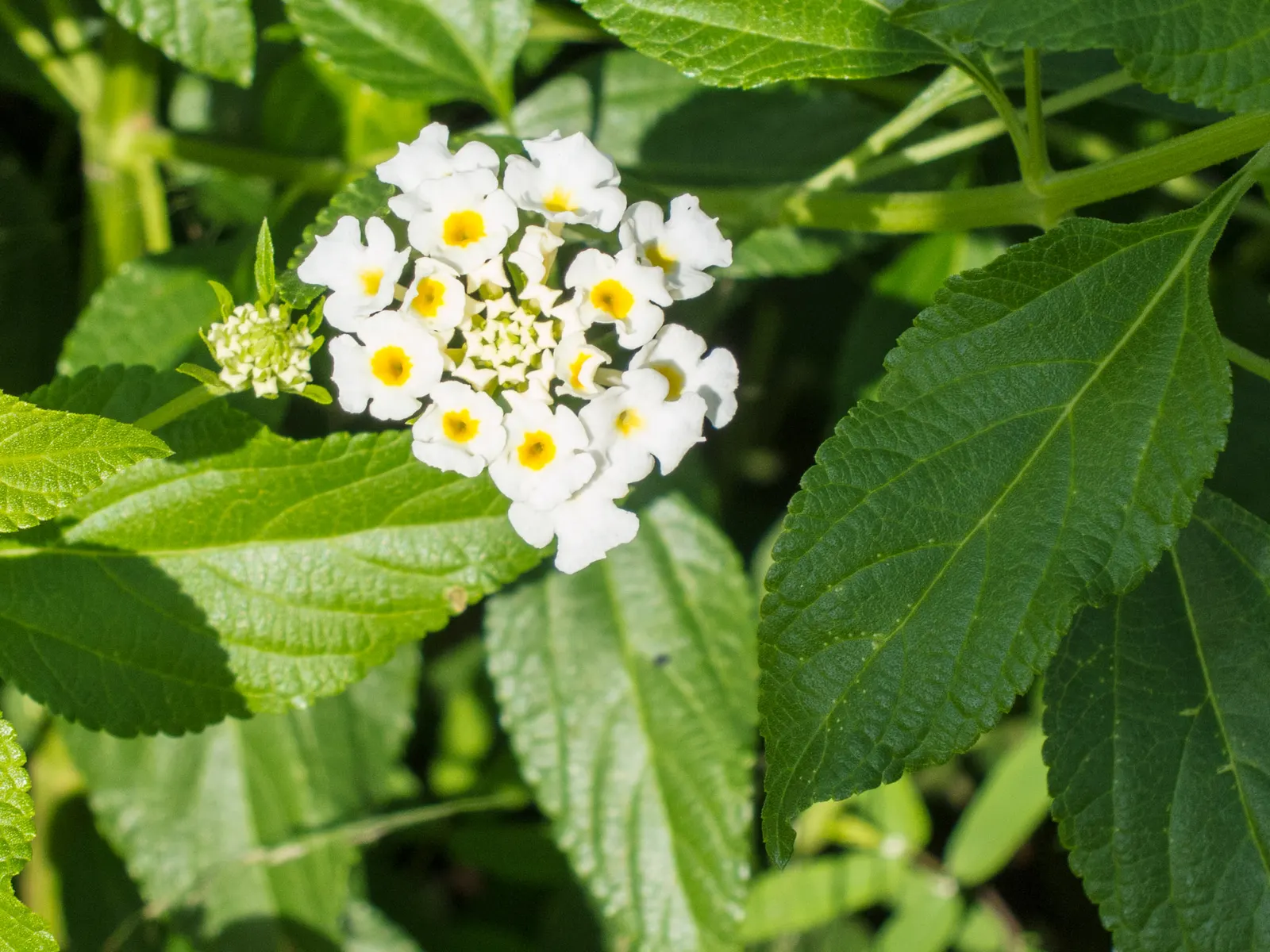 Cardamom (Elettaria Cardamomum) — with an optimal pH between 6.1 and 6.6