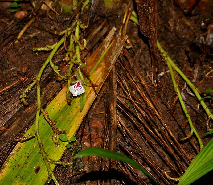 Cardamom (Elettaria Cardamomum) — ensuring that it doesn't overshadow lower-growing plants
