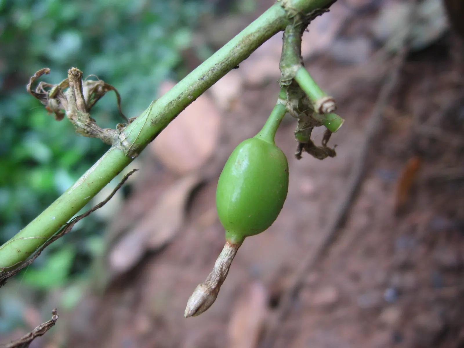 Cardamom (Elettaria Cardamomum) — leading to green cardamom pods measuring approximately 0.4 to 0.8 inches in length