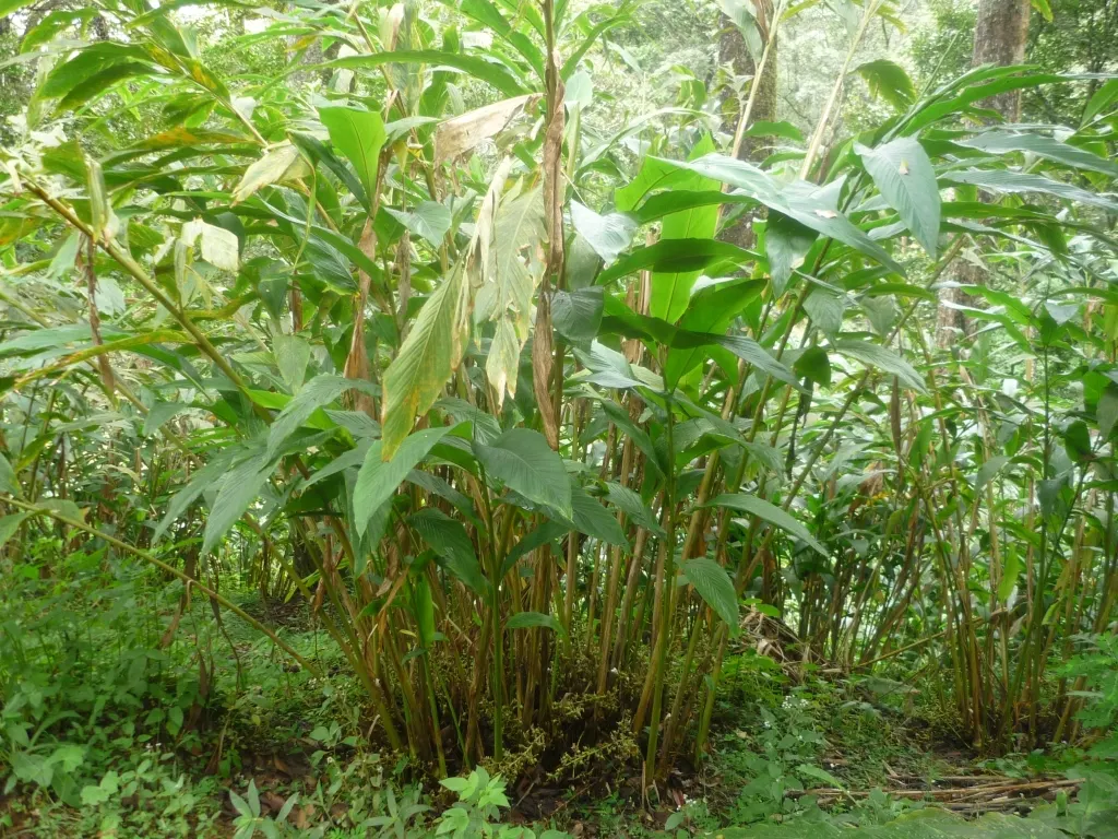 Cardamom (Elettaria Cardamomum) — The leaves of cardamom are lanceolate and can grow up to 2 feet in length
