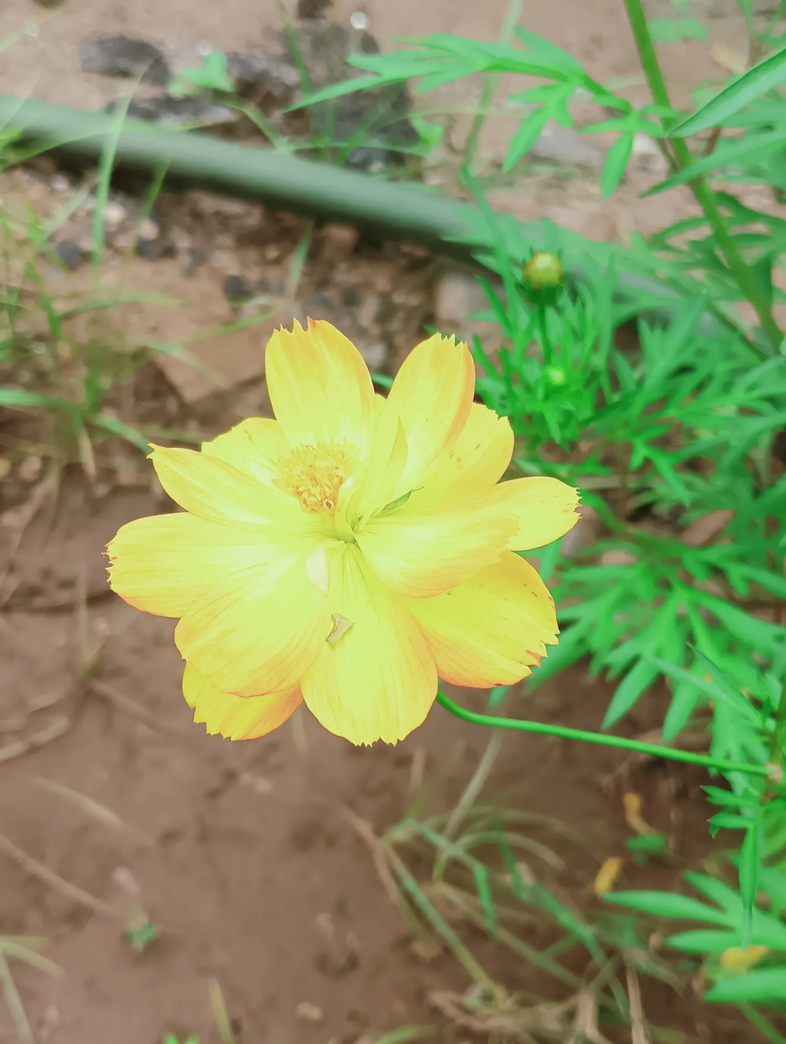 Sulfur Flower (Eriogonum Umbellatum) — naturalistic design element in their outdoor spaces; commonly called Sulfur Flower, image 72