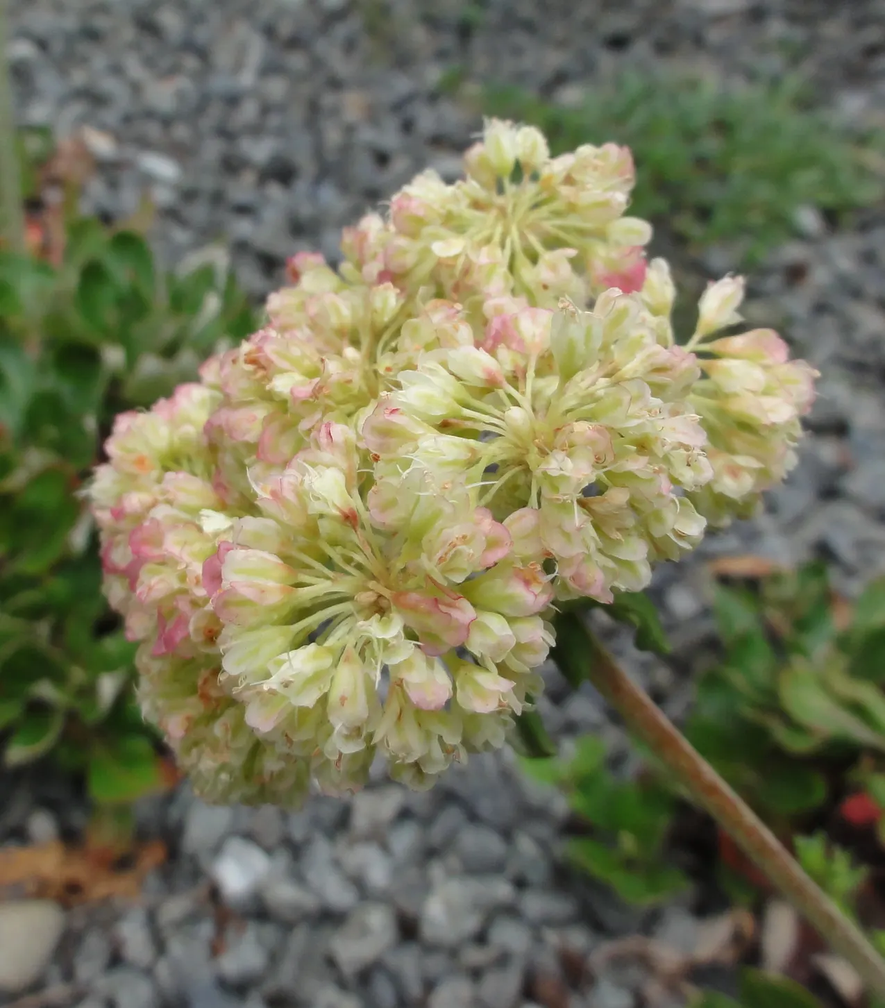 Sulfur Flower (Eriogonum Umbellatum) — commonly called Sulfur Flower; this sun-loving native favors well-drained soils, image 126