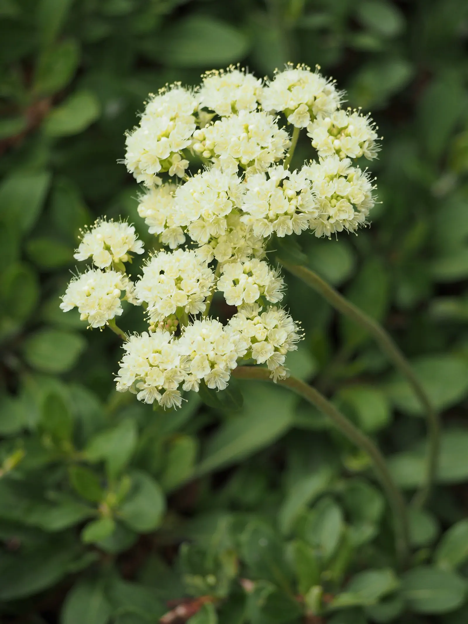 Sulfur Flower (Eriogonum Umbellatum) — including bees and butterflies; yellow flowers in the garden