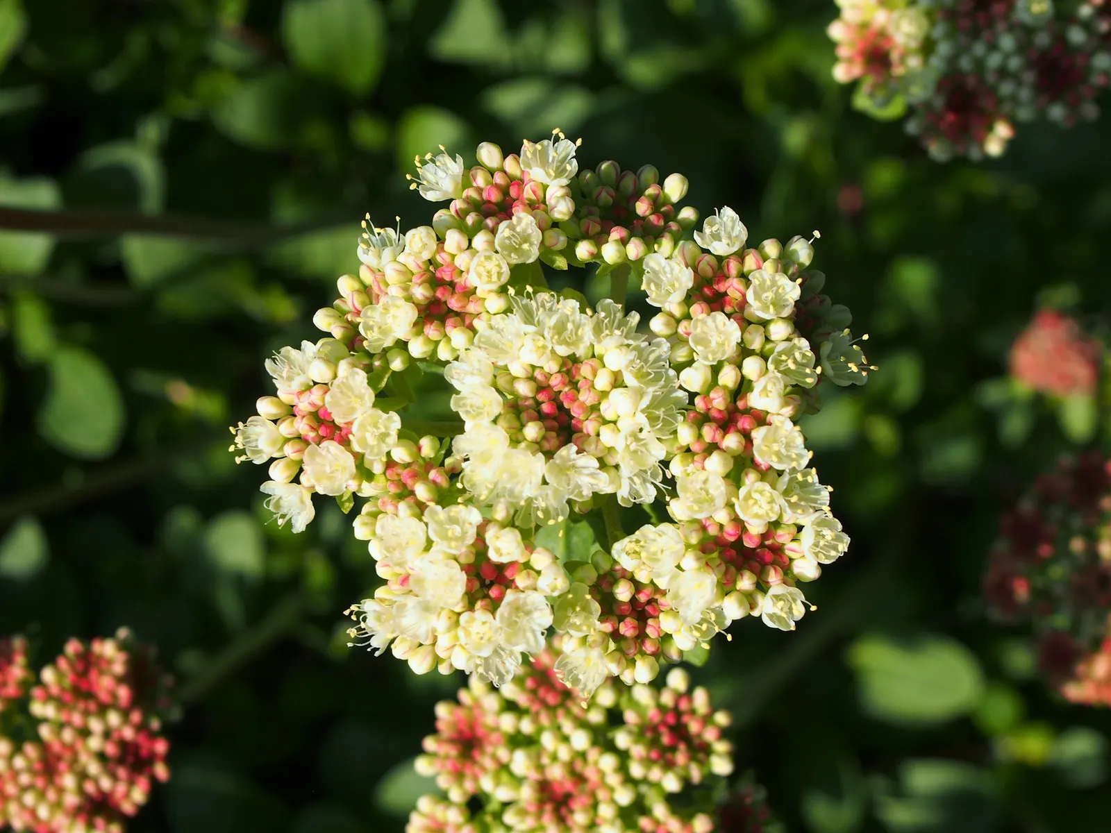 Sulfur Flower (Eriogonum Umbellatum) — ranging from sandy loams to rocky substrates; blooming from late spring to early fall, image 119