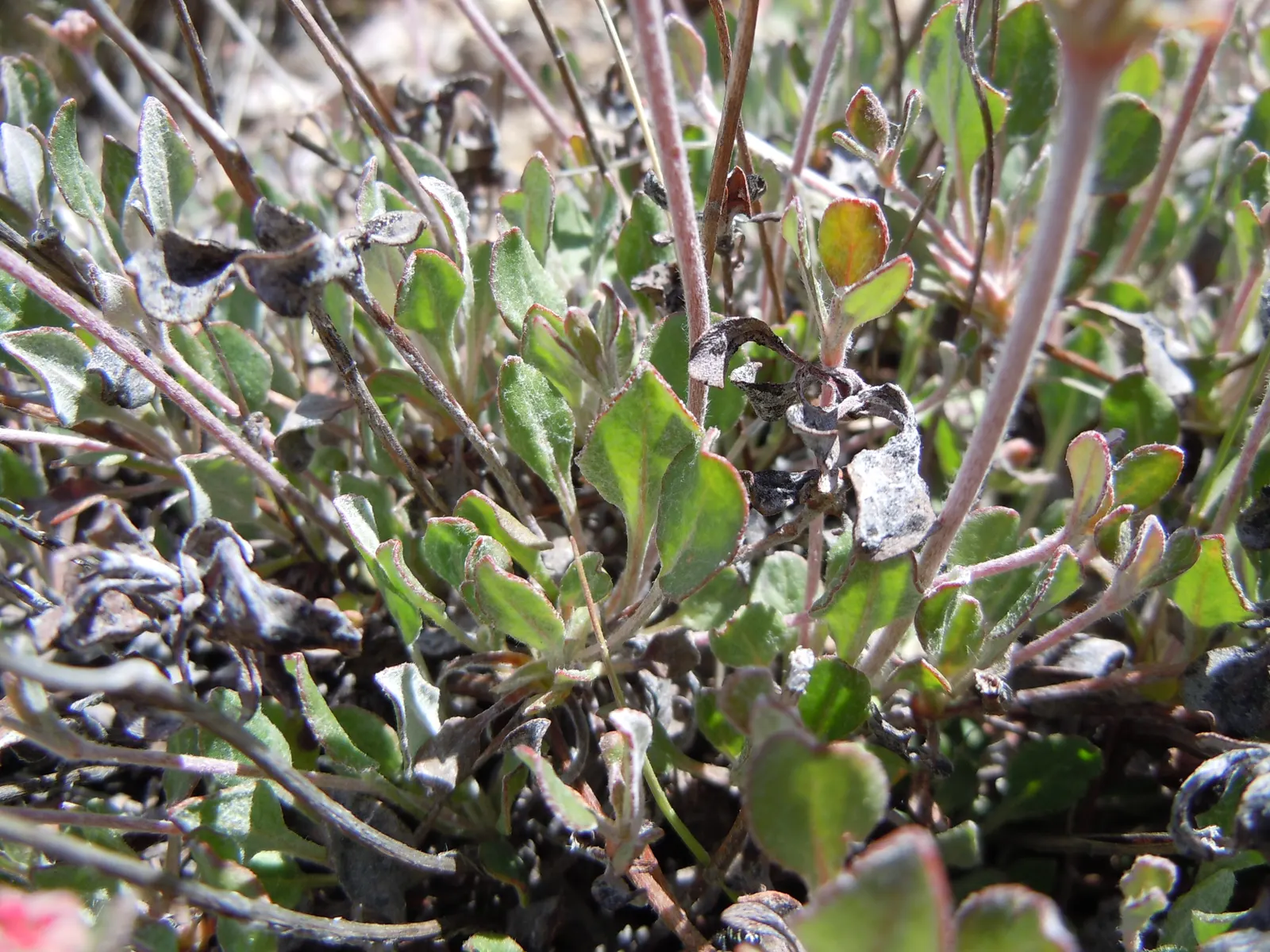 Sulfur Flower (Eriogonum Umbellatum) — is a perennial subshrub that is highly esteemed in landscape design for its resilience; it sports clusters, image 83