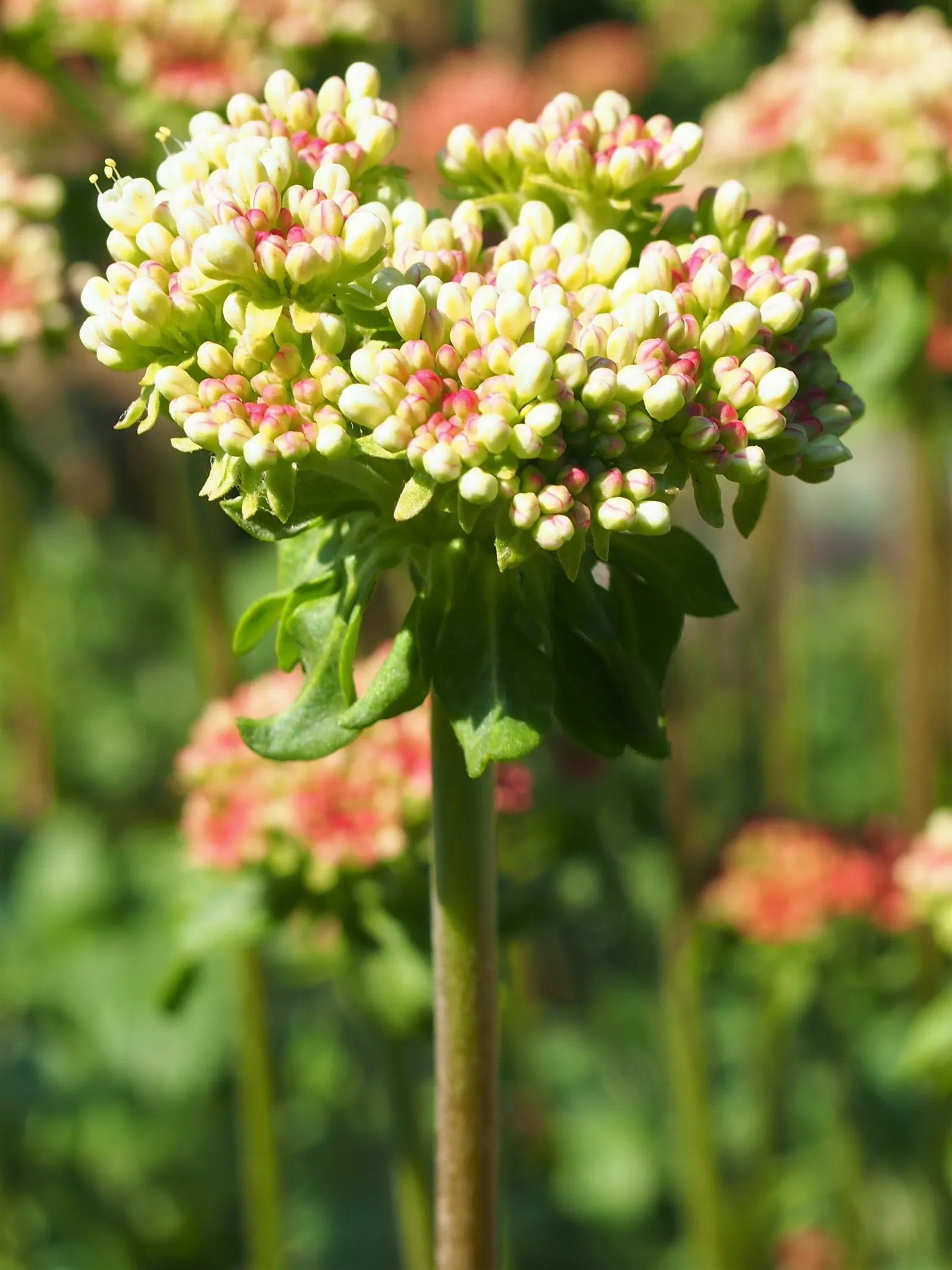 Sulfur Flower (Eriogonum Umbellatum) — This makes Eriogonum umbellatum a sustainable choice for those seeking a low-impact; ranging from sandy, image 96